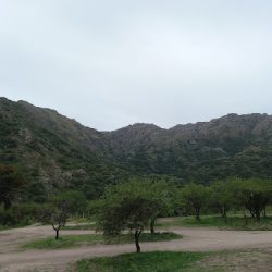 Barberíabraianbiassi (Barberías en Merlo San Luis)