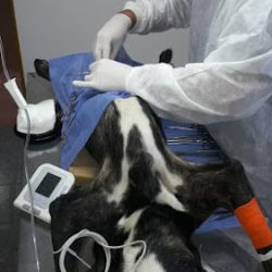 Clínica Veterinaria El Ranquel (Veterinarias en Merlo San Luis)