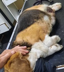 El Guadal (Veterinarias en Merlo San Luis)