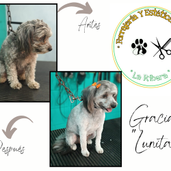 Forrajeria Y Estética Canina La Ribera (Peluquería canina en Merlo San Luis)