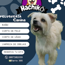 Hachiko Peluquería Canina (Peluquería canina en Merlo San Luis)