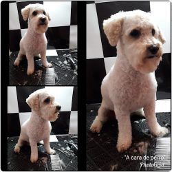 Pelueria Canina A Cara De Perro
