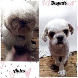 Peluquería Canina Brvr