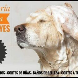 Peluqueria Canina Diego Leyes