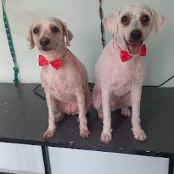 Peluqueria Canina Ojitos Dulces