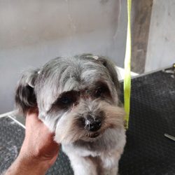 Peluqueria Canina Xuavia Pet Shop
