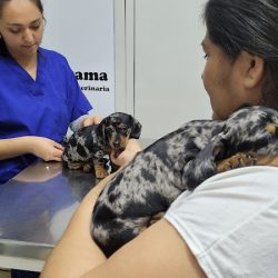 Vetama Agro Veterinaria (Veterinarias en Merlo San Luis)