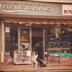 Veterinaria Belgrano (Veterinarias en Merlo San Luis)
