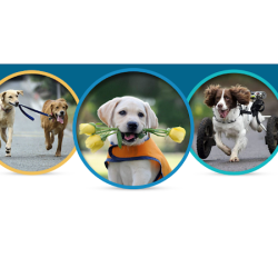 Veterinaria Lavalle Del Dr. Cristofano (Veterinarias en Merlo San Luis)