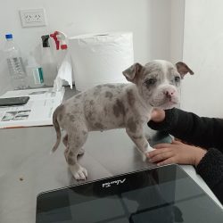 Veterinaria Murillo (Veterinarias en Merlo San Luis)